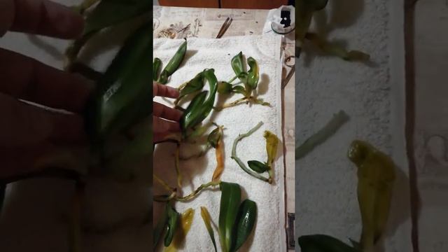 Фласка 2 микс от Микиорхидс (часть 3) смотреть онлайн