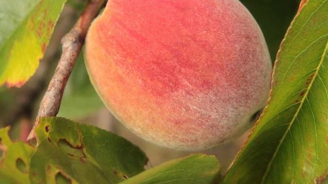 Вы знали о волшебной способности персика? Польза и вред персика. смотреть онлайн