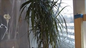 Драцена уход в домашних условиях