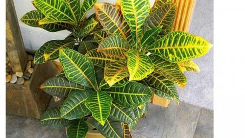 Какие комнатные растения не требуют частого полива/Часть 2/От Океаны