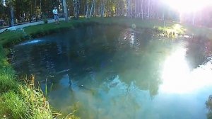 Как  РАЗВОДЯТ РЫБУ ФОРЕЛЬ и НЕ ТОЛЬКО