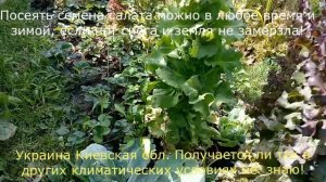 Самый ранний САЛАТ  с минимальными усилиями и затратами. Как вырастить в открытом грунте...