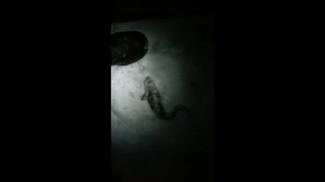 Ловля Крупного налима зимой смотреть онлайн