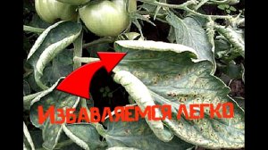 Как бороться со скручивающимися листьями помидор? Скручиваются листья помидор.