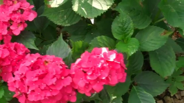 Гортензия в саду на востоке Подмосковья смотреть онлайн