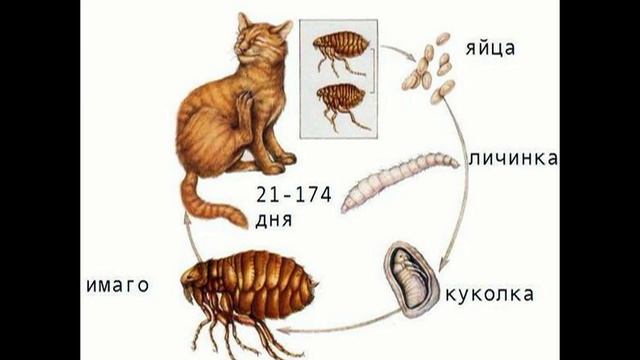 КАК ВЫВЕСТИ ТАРАКАНОВ.HOW TO SHOW OUT COCKROACHES смотреть онлайн