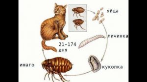 КАК ВЫВЕСТИ ТАРАКАНОВ.HOW TO SHOW OUT COCKROACHES