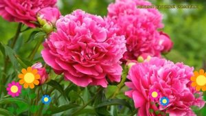 Пион молочноцветковый Пинк Парфайт. Краткий обзор, описание paeonia lactiflora Pink Parfait