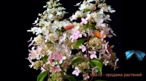 Гортензия метельчатая Конфетти (confetti) ? обзор: как сажать, саженцы гортензии Конфетти