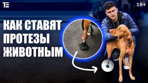 Как 3D-печать помогает животным-инвалидам