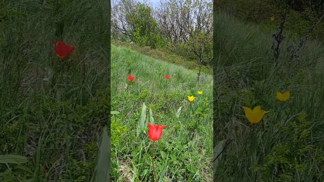 Дикие тюльпаны. Из посёлка Виноградный. Координаты: 44.663602, 37.989191