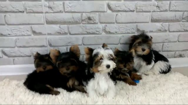 Йорк, Бивер, Собаки, Щенки, Снежное Королевство питомник, Видео о йорках, разновидности Йорков,Биве смотреть онлайн