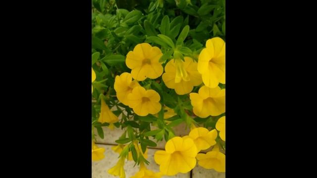 Петуния. Калибрахоа. Цветы для балкона и террасы. Petunia and calibrachoa. смотреть онлайн