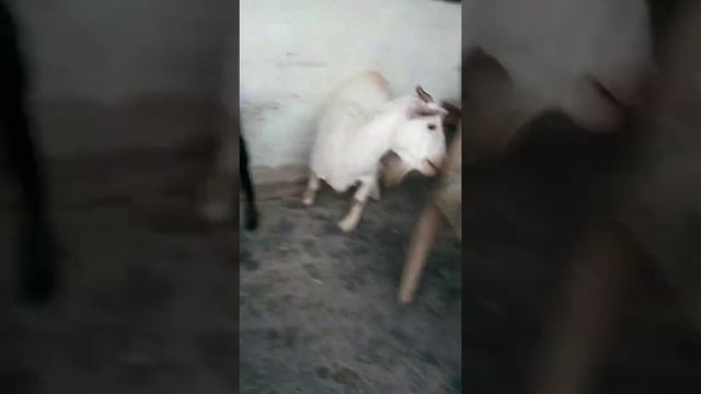 Big White Goat Running and Eating Competition With the Small Cute Goat || Very funny 🤣||