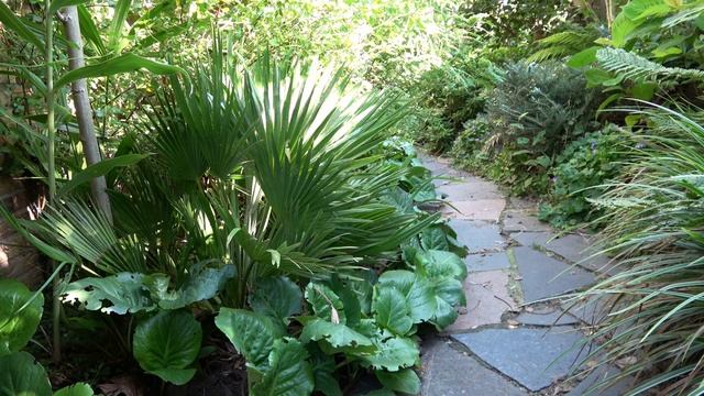 Chamaerops humilis 'Vulcano', bushy palm for small gardens!