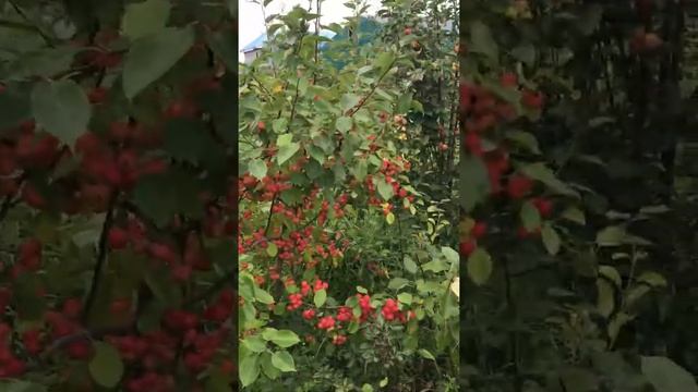 Ранетка красная, ранет красный ? Яблоня китайка ? Купить саженцы в питомнике Велес, г Чита смотреть онлайн