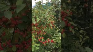 Ранетка красная, ранет красный ? Яблоня китайка ? Купить саженцы в питомнике Велес, г Чита