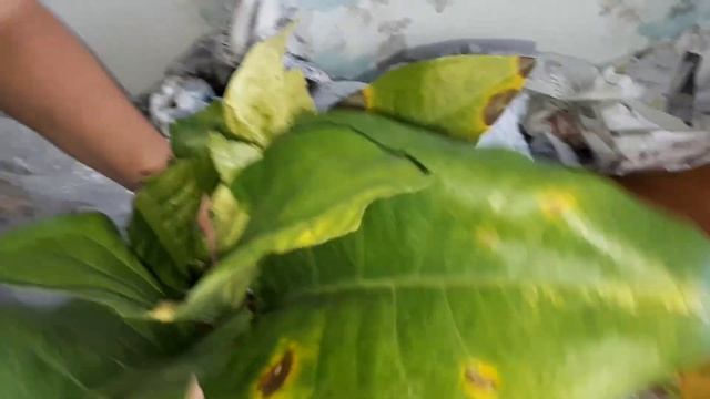 Долгожданная посылка с Таиланда.Антуриум вариегатный. 25 дней в пути.anthurium variegata смотреть онлайн