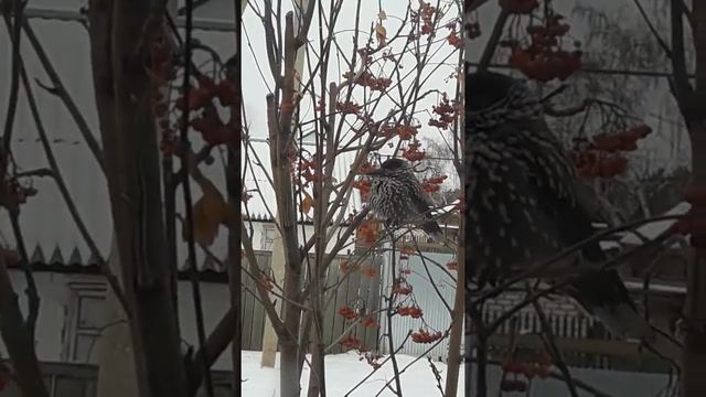 Птица Кедровка в Оренбургской области.