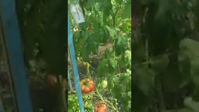 №6 "Казантип". Сорта помидоров. Выращивание помидоров. Огород. Сад. Томаты.