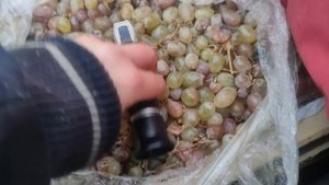 3 февраля 2023 года виноград тайфи Санкт-Петербург который можно купить для вина