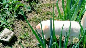 Тайский кот Дориан полюбил гулять в огороде! Тайские кошки - это чудо! Funny Cats