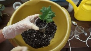 Особенности укоренения черенков фиалок "на фитиле"