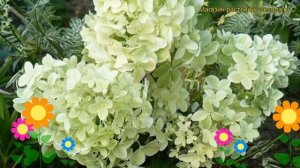 Гортензия метельчатая Диамантино. Краткий обзор, описание hydrangea paniculata Diamantino