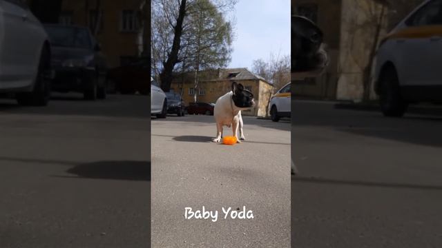 ФРАНЦУЗСКАЯ 👑 КОРОЛЕВА