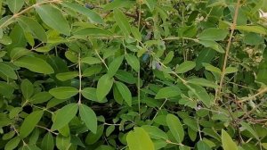 Защита жимолости от дроздов.