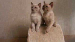 Бурманские котята шоколадная и лиловая