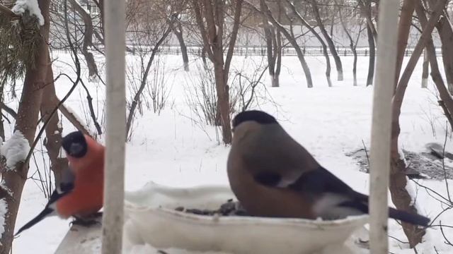 Птицы зимой. Снегири в гостях