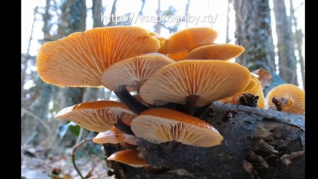 Какие грибы из семейства рядовиковых встречаются в наших лесах