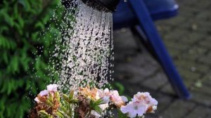 О вейгеле сорта Розеа.  Описание и уход.