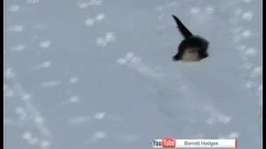 Зимние забавы обычной выдры. ВИДЕО