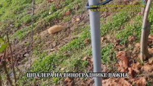 ИДЕАЛЬНАЯ СХЕМА ПОСАДКИ для винных сортов , ОБРЕЗКА, ФОРМИРОВКА   ДЛЯ ВИНОДЕЛИЯ