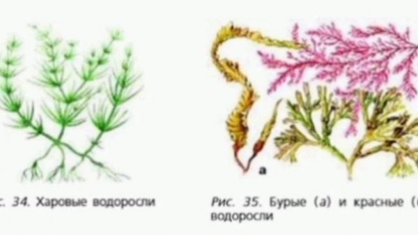 Водоросли параграф. Харовые водоросли Хара. Нителла водоросль рисунок. Харовые водоросли нителла. Растение нителлы.