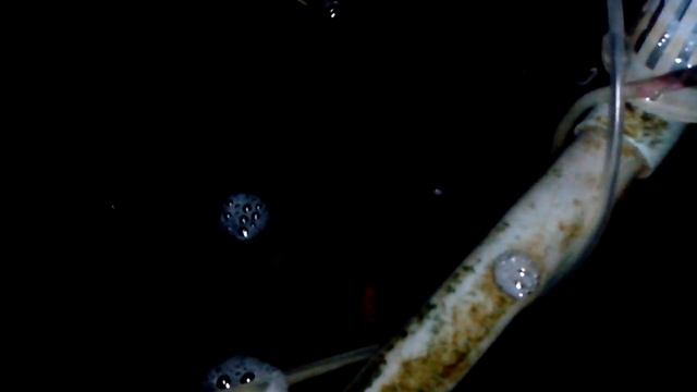 Test jecod eco pa 45 смотреть онлайн