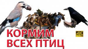 Кормим всех птиц. Кормушки, семечка, просо, сало для синиц, воробьев. и пр. птах