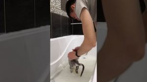 Как помыть кошку. Шотландская прямоухая кошка моется. how to wash a cat.