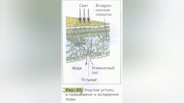 Краткий пересказ §9 Лист, его строение и значение. Биология 6 класс Пономарева