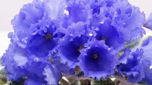 Фиалка Ек  — описание, разновидности и характеристики сортов