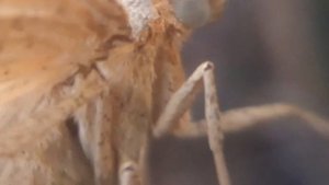 Бабочка-моль — Moth-butterfly (видео Макро увеличение, macro zoom)