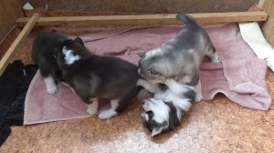 Первые игры щенков Хаски