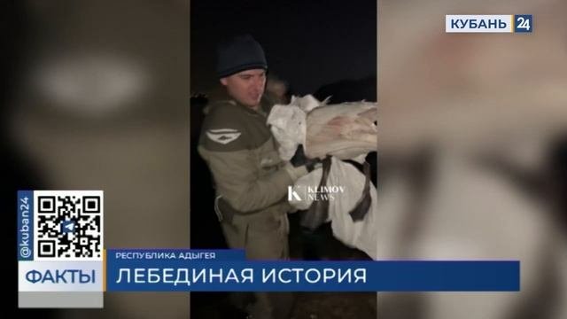 Лебединая трагедия на Старобжегокайских озерах: выживет ли птенец без родителей?