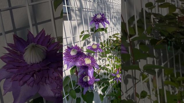 Diamantina Clematis in Luna’s Rose Garden 2023