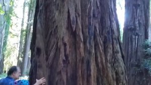 Лес из секвой-2