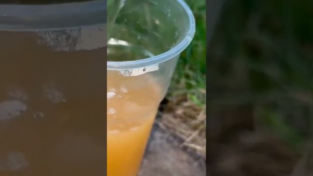 Пару капель и Декабрист и Денежное Дерево и все другие цветы пышно зацветают! смотреть онлайн