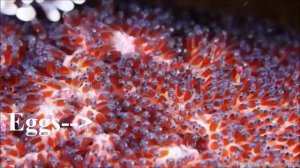 Facts: The Clownfish