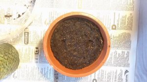 Сажаем Проросшие Семена Глицинии | В Каких Условиях Бобы Прорастают Быстрее | Глициния | Часть 2